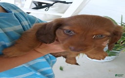 Dachshund dogs for sale: Otis - Image 2