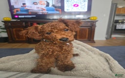 Miniature Poodle dogs for sale: Ranger - Image 1