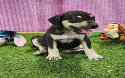 Catahoula Leopard Dog dogs for sale: Tess 2025 Female 3 - Image 1