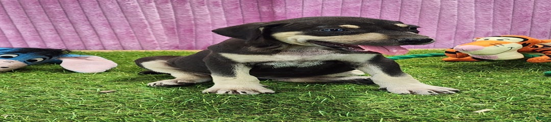 Tess 2025 Female 3