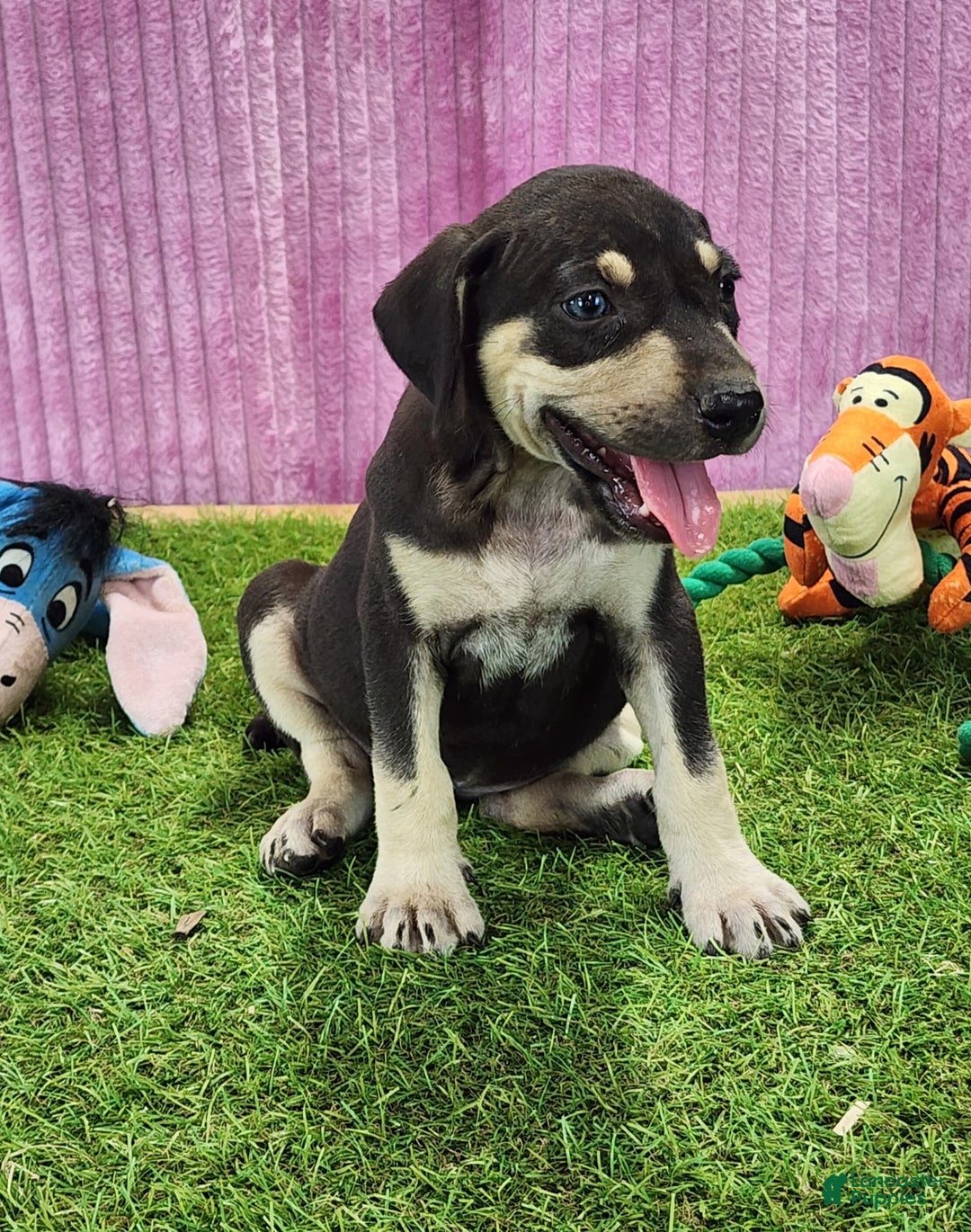 Catahoula Leopard Dog dogs for sale: Tess 2025 Female 3 - Image 1