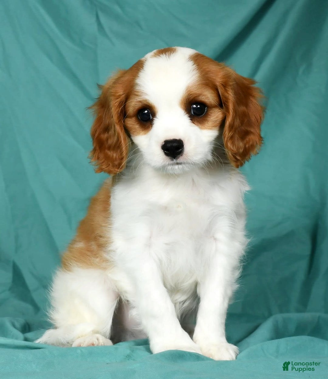 Cavalier King Charles Spaniel dogs for sale: Ike - Image 9