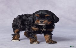 Cavapoo dogs for sale: Diego - Image 3