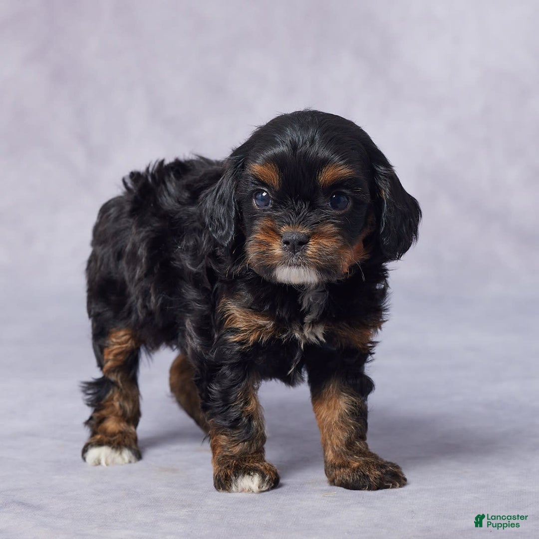 Cavapoo dogs for sale: Diego - Image 3