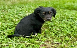 Dachshund dogs for sale: Molasses - Image 10