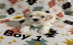 Cavapoo dogs for sale: Male 1 Cream Blonde - Image 5