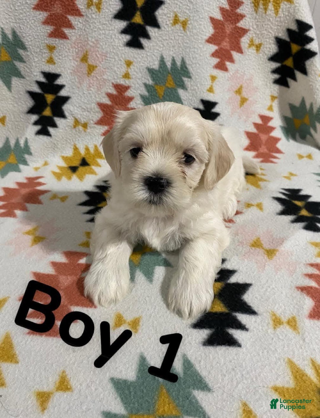 Cavapoo dogs for sale: Male 1 Cream Blonde - Image 5