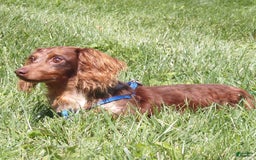 Miniature Dachshund dogs for sale: Laudon - Image 22
