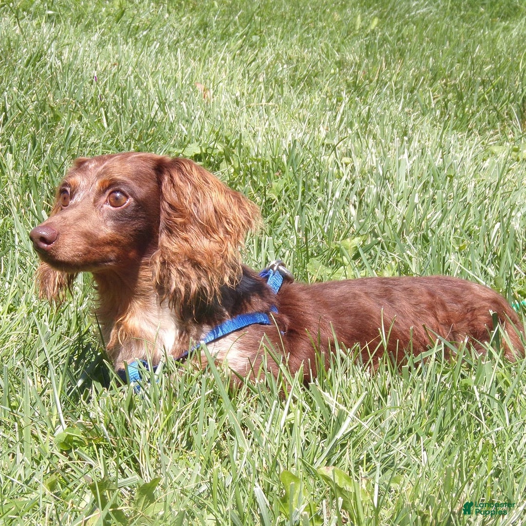 Miniature Dachshund dogs for sale: Laudon - Image 22