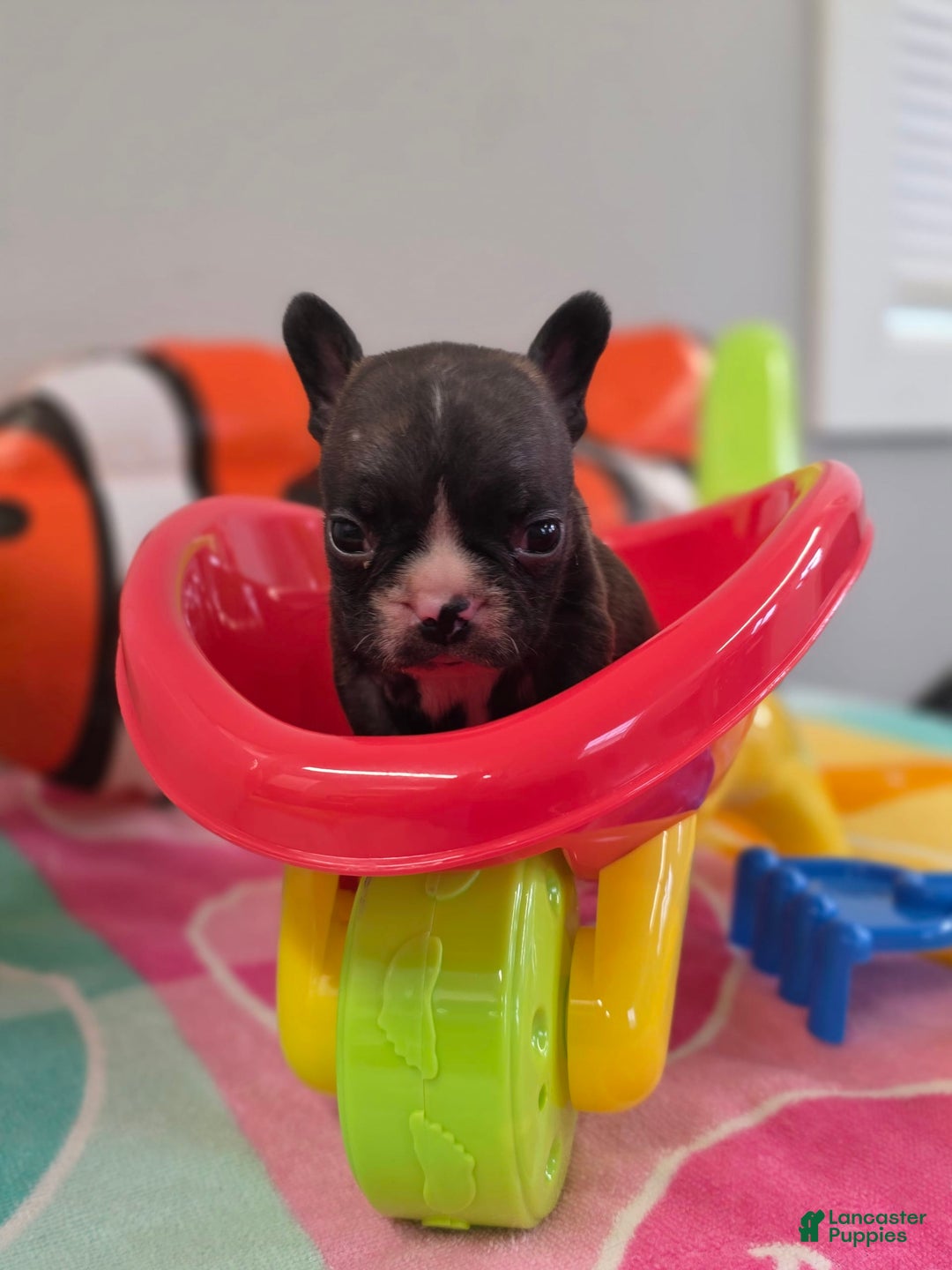 French Bulldog dogs for sale: Brinklee tiny Brindle - Image 6