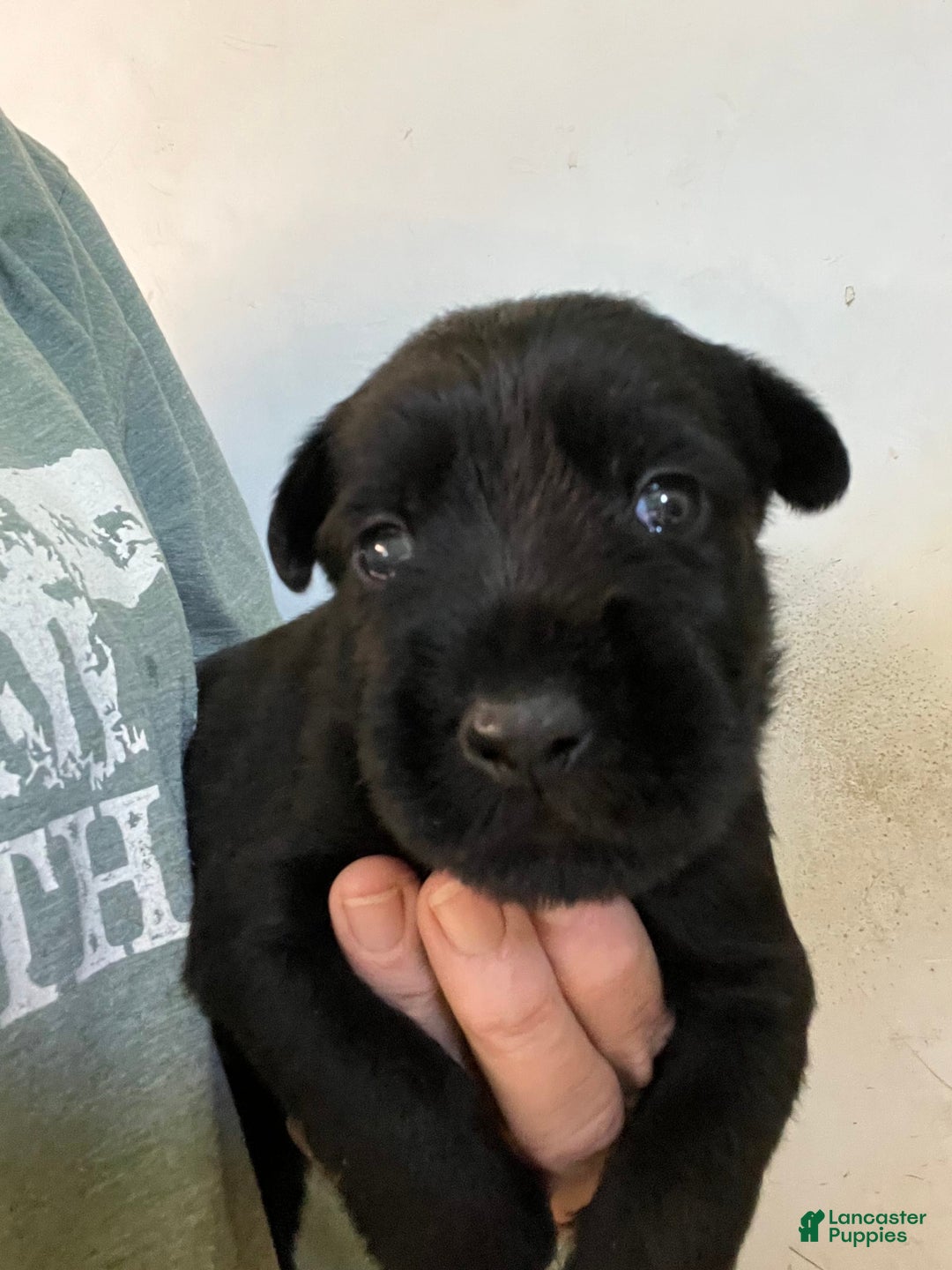 Standard Schnauzer dogs for sale: Sawyer - Image 3