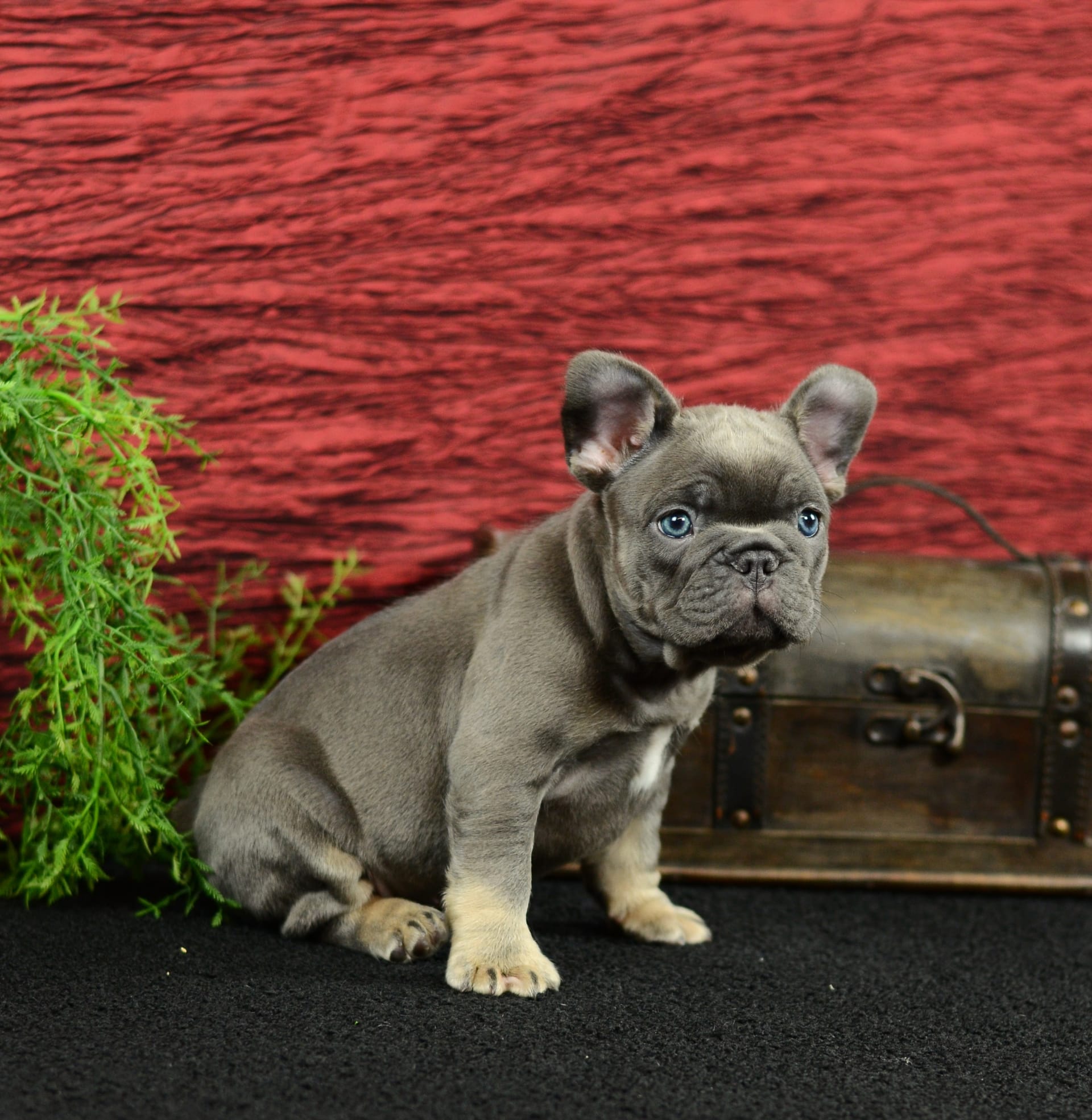 French Bulldog dogs for sale: Benji - Image 9