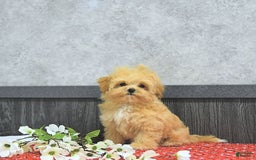Maltipoo dogs for sale: Bella Extra Small - Image 10
