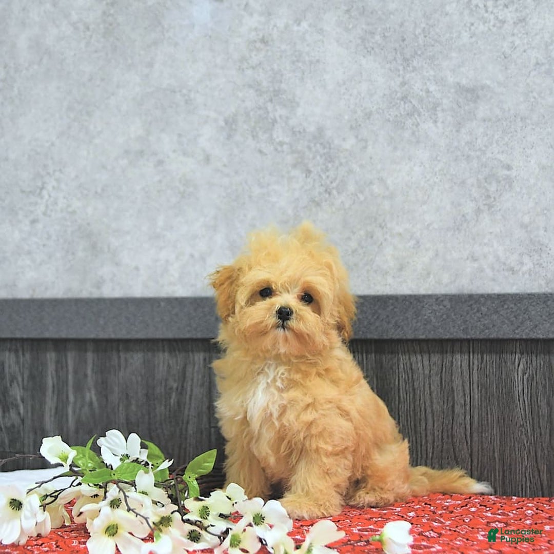 Maltipoo dogs for sale: Bella Extra Small - Image 10