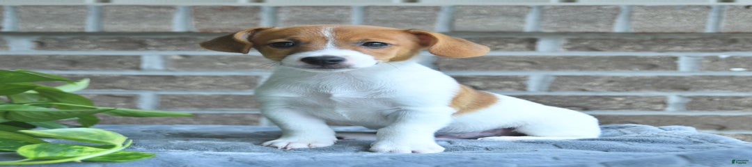 Ranger