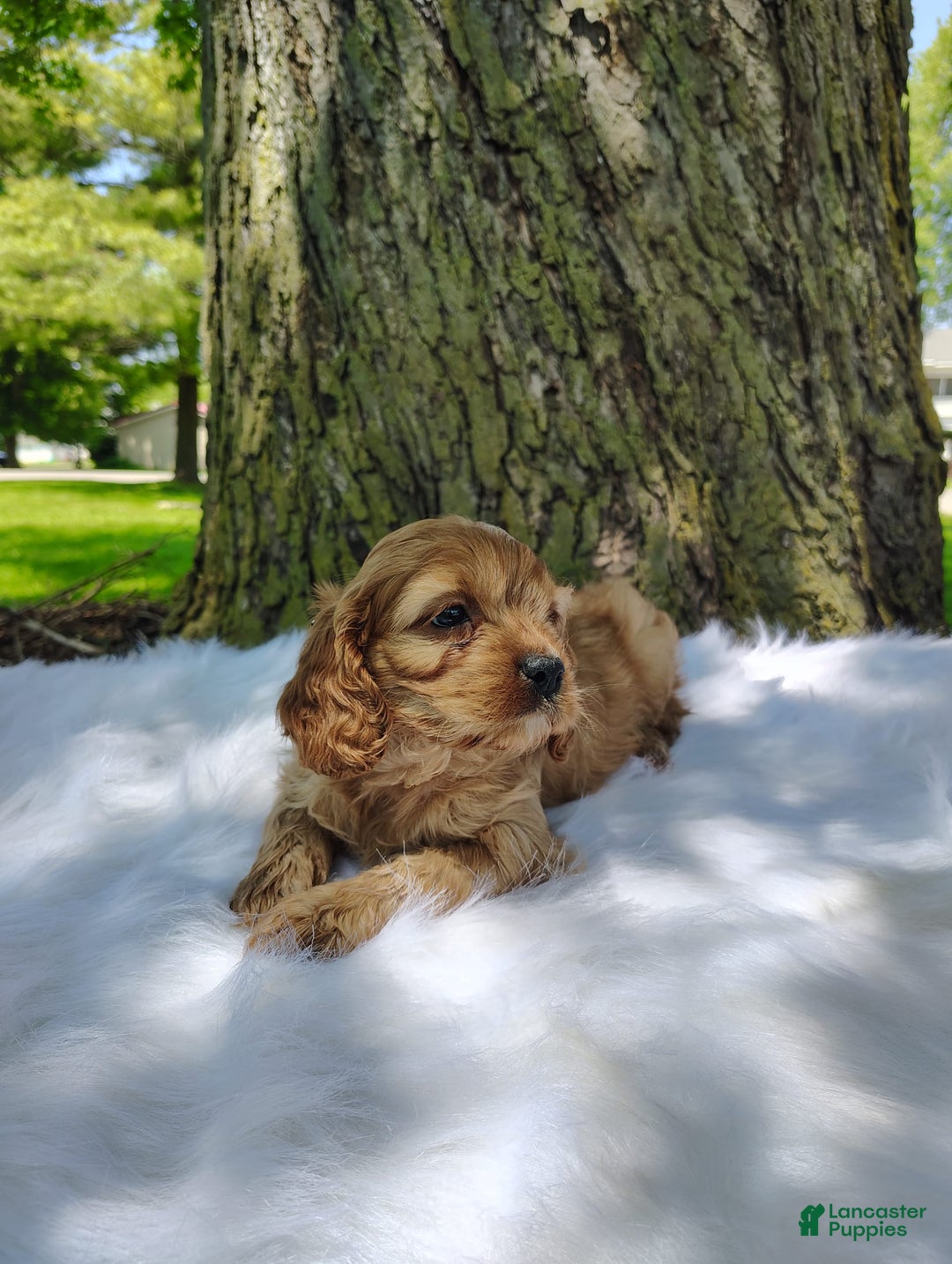 Cavalier King Charles Spaniel dogs for sale: Dos - Image 8
