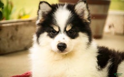 Pomsky dogs for sale: Flare - Image 17