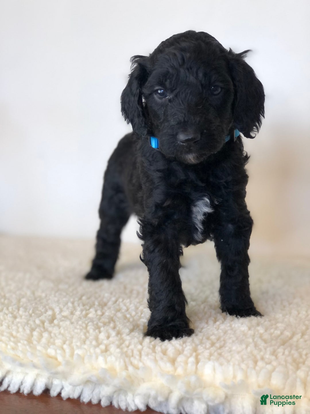 Standard Poodle dogs for sale: Dior - Image 3