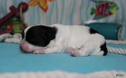 Morkie dogs for sale: Macchiato - Image 7