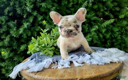 French Bulldog dogs for sale: Bruno - Image 3