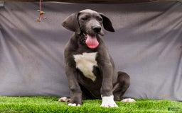 Great Dane dogs for sale: Molly - Image 9