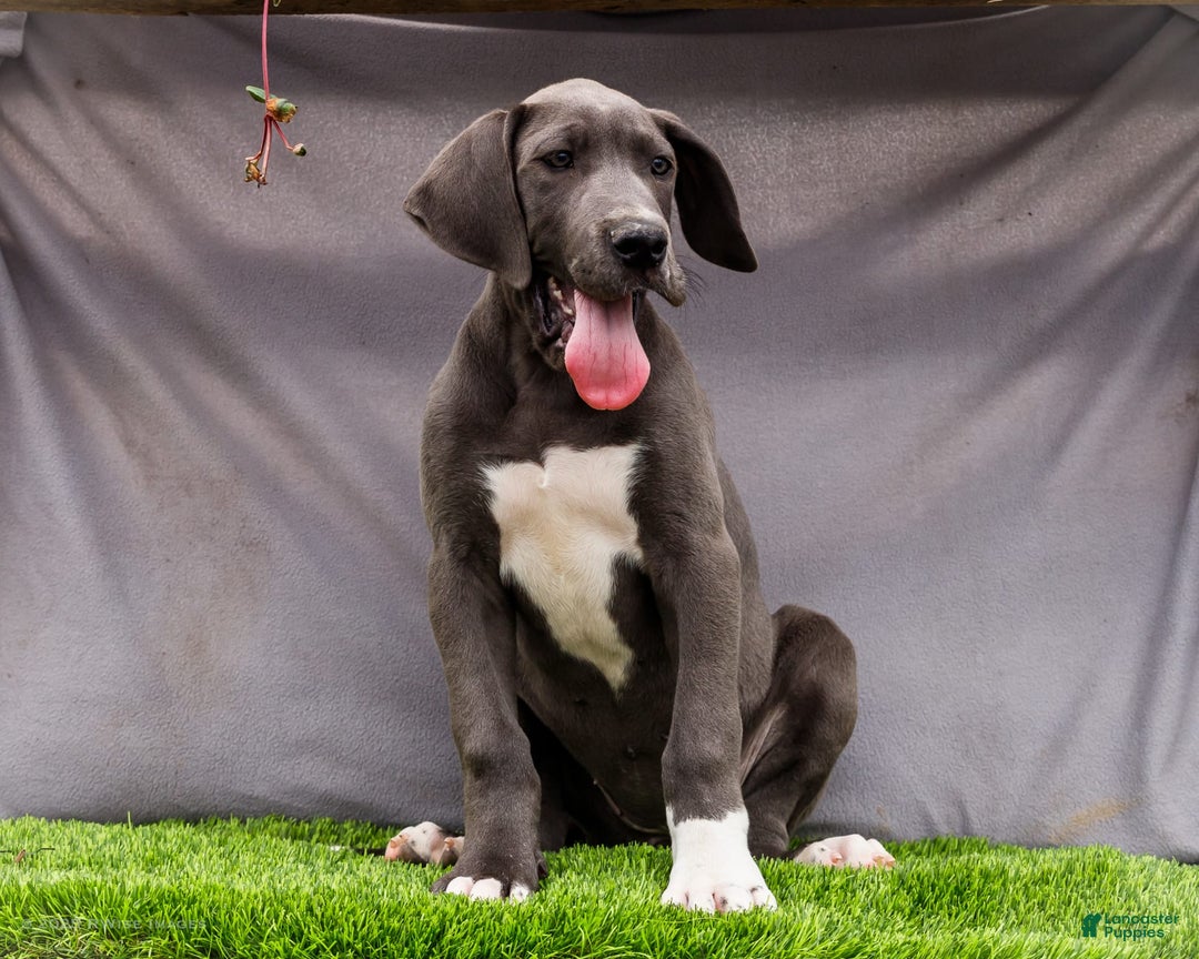 Great Dane dogs for sale: Molly - Image 9