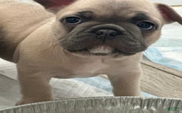 French Bulldog dogs for sale: Creamy - Image 5