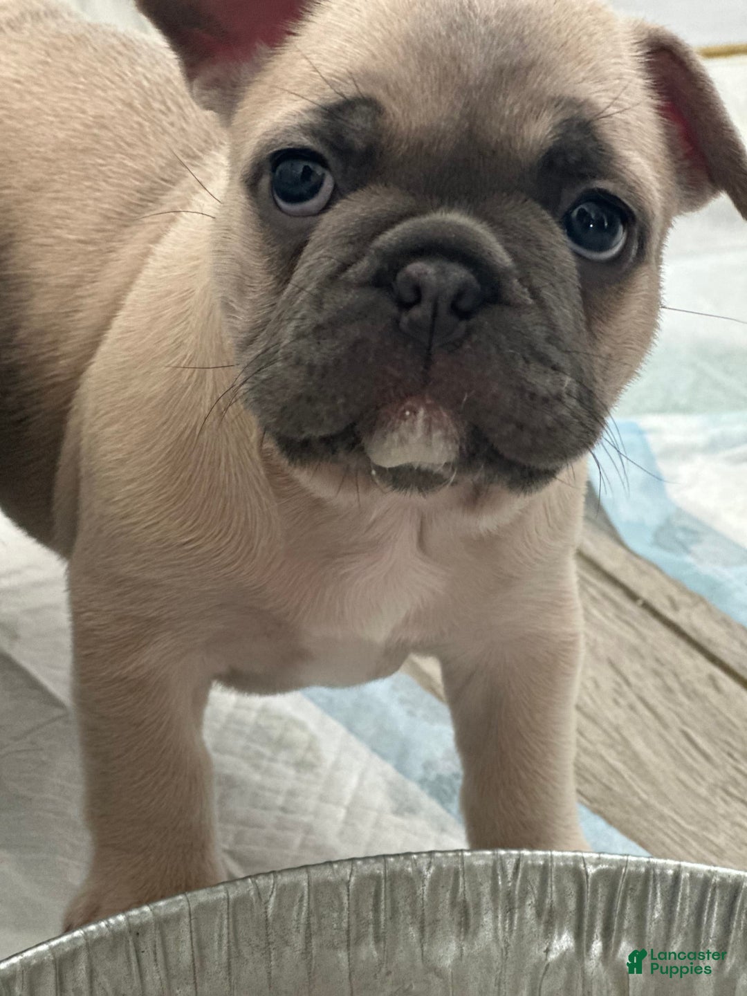 French Bulldog dogs for sale: Creamy - Image 5