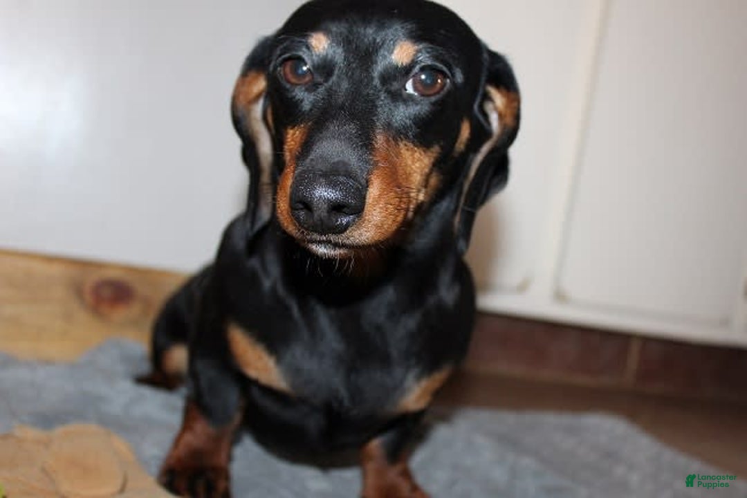 Dachshund dogs for sale: Raven Boy 1 - Image 14