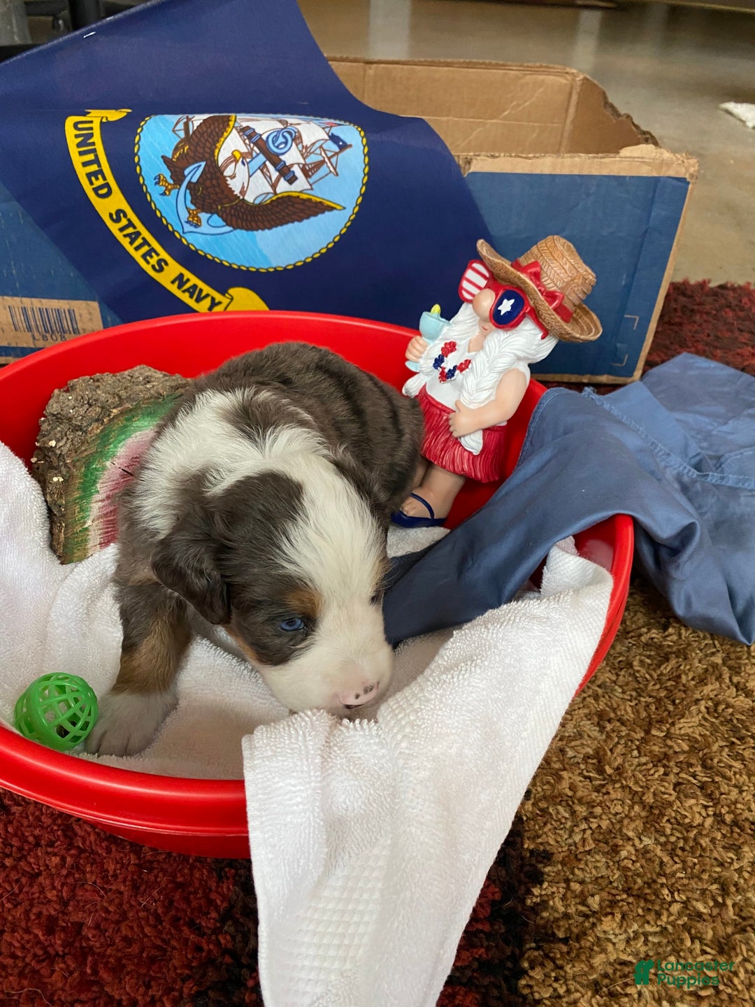 Australian Shepherd dogs for sale: Jesse James - Image 5