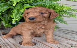 Goldendoodle dogs for sale: Dash - Image 23