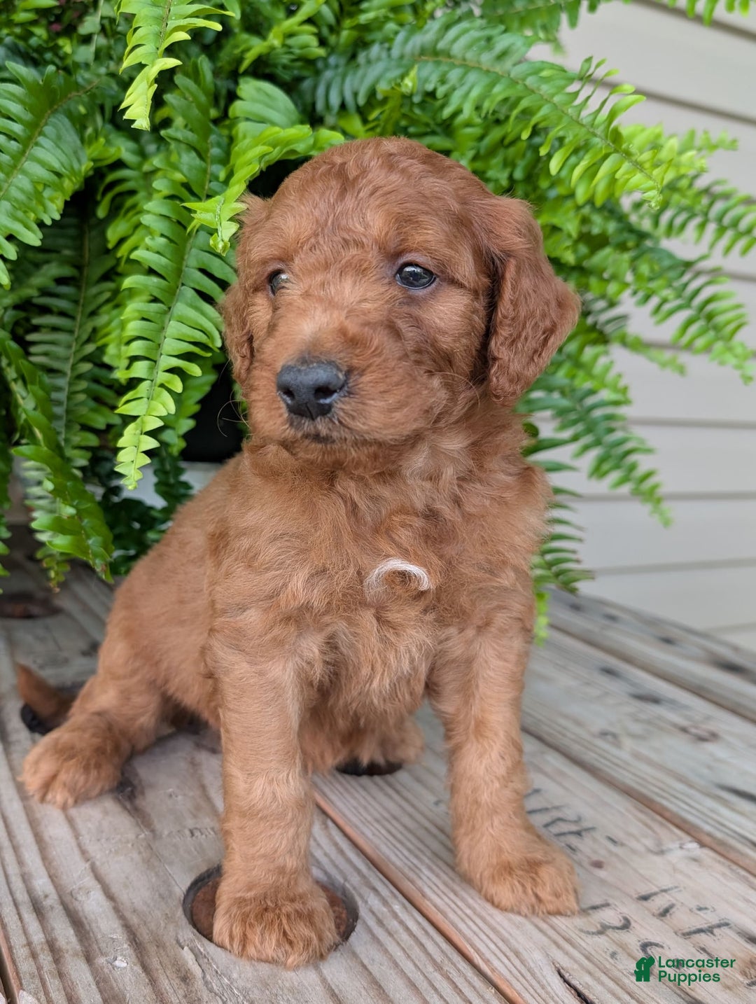 Goldendoodle dogs for sale: Dash - Image 23