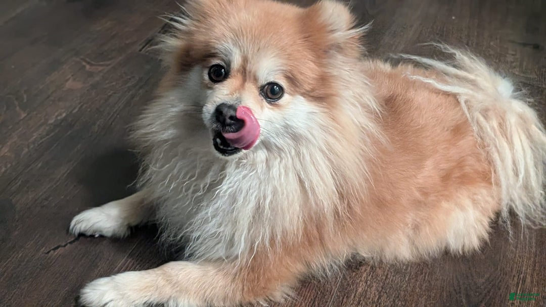 Pomeranian dogs for sale: Bear - Image 4