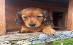 Miniature Dachshund dogs for sale: Nancy - Image 4