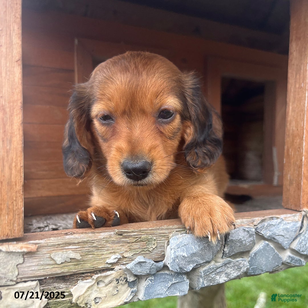 Miniature Dachshund dogs for sale: Nancy - Image 4