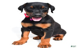 Doberman Pinscher dogs for sale: Misty - Image 4