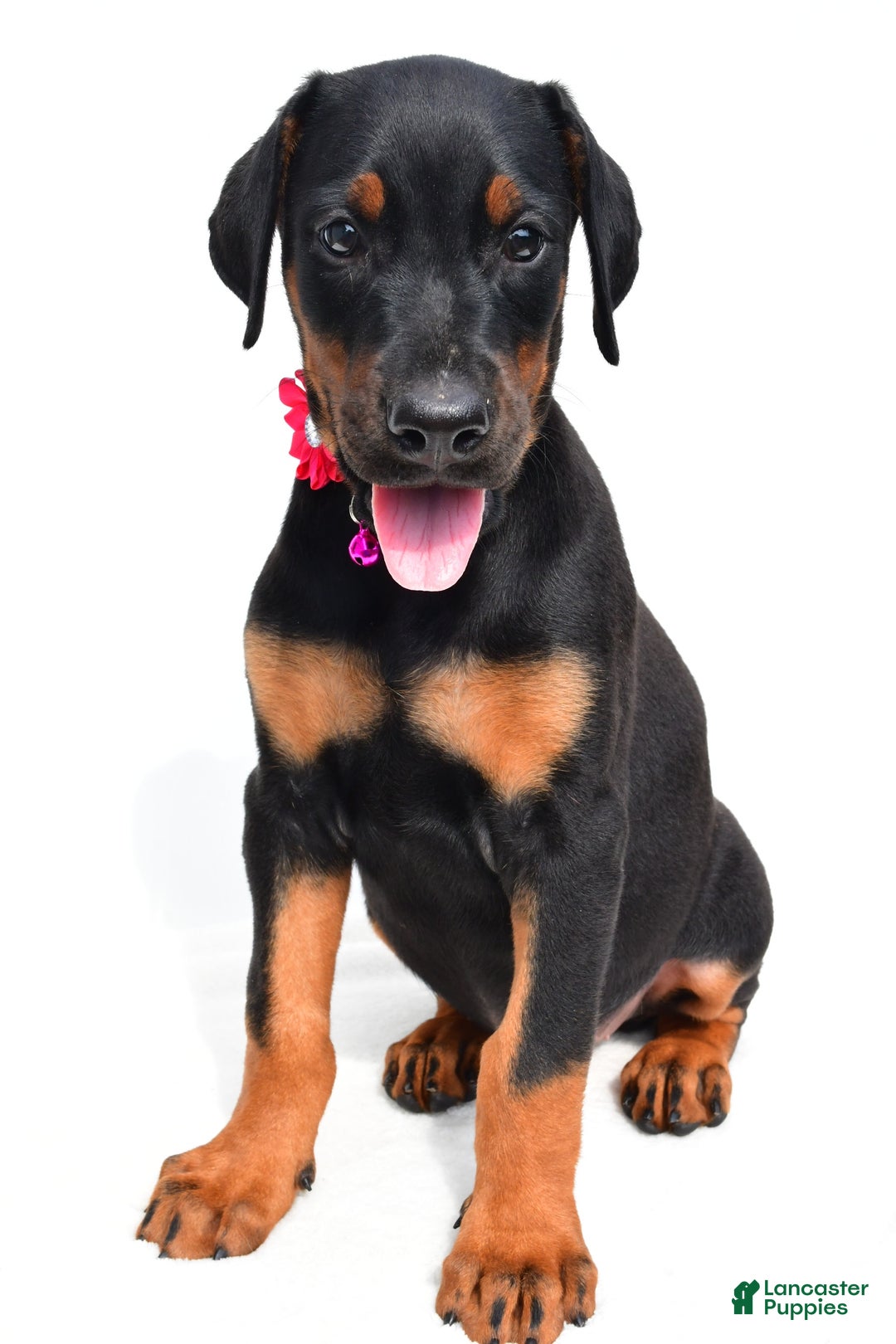 Doberman Pinscher dogs for sale: Misty - Image 4