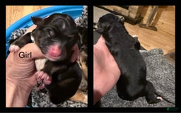 Miniature Australian Shepherd dogs for sale: Daisy - Image 2