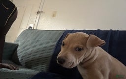 American Pit Bull Terrier dogs for sale: Pretty Boy - Image 6