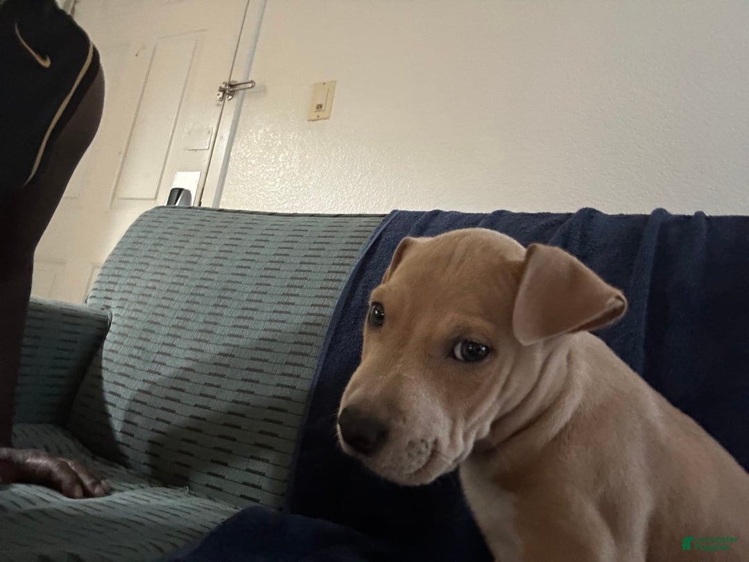 American Pit Bull Terrier dogs for sale: Pretty Boy - Image 6