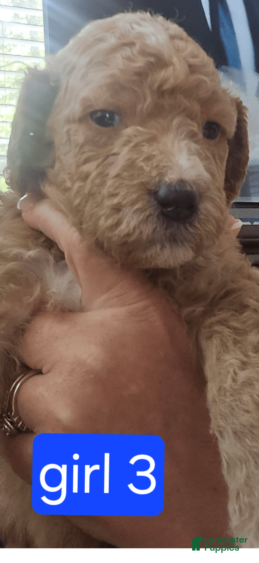Goldendoodle dogs for sale: Lulu - Image 5