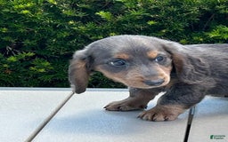 Miniature Dachshund dogs for sale: Dan The Man - Image 2