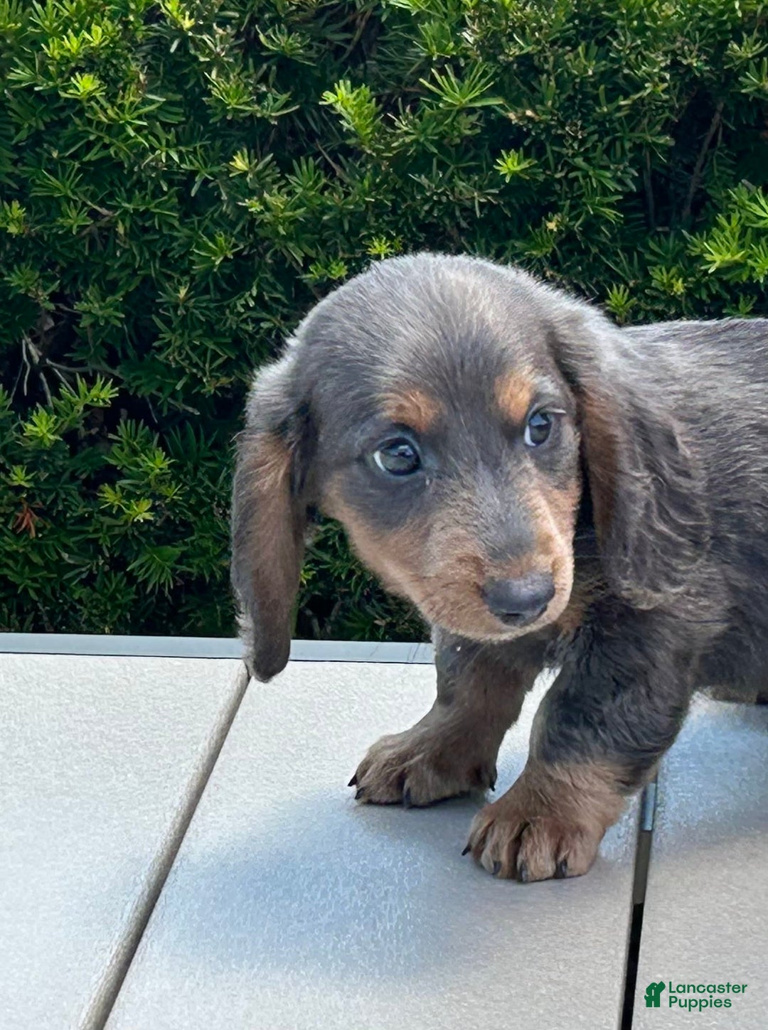 Miniature Dachshund dogs for sale: Dan The Man - Image 2
