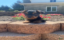Yorkshire Terrier dogs for sale: Austin - Image 2