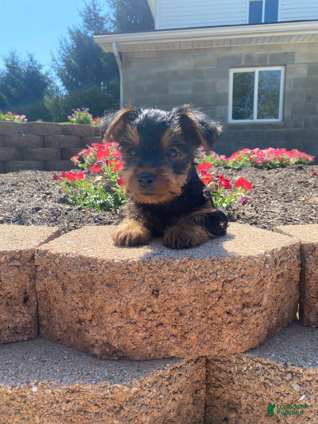 Yorkshire Terrier dogs for sale: Austin - Image 2