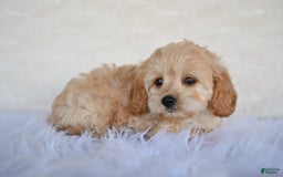 Cockapoo dogs for sale: Cockapoo 5 puppies - Image 7
