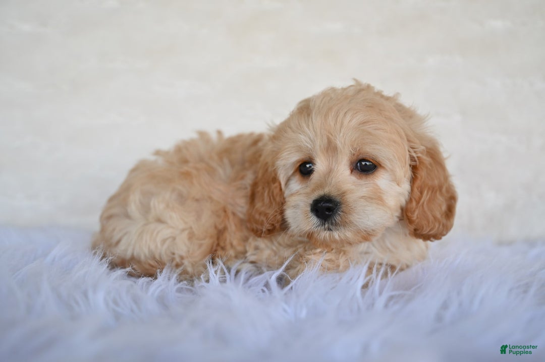 Cockapoo dogs for sale: Cockapoo 5 puppies - Image 7