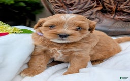 Mini Bernedoodle dogs for sale: Bella B. - Image 7