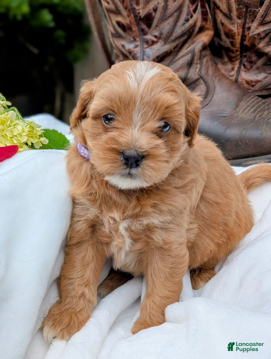 Mini Bernedoodle dogs for sale: Bella B. - Image 7