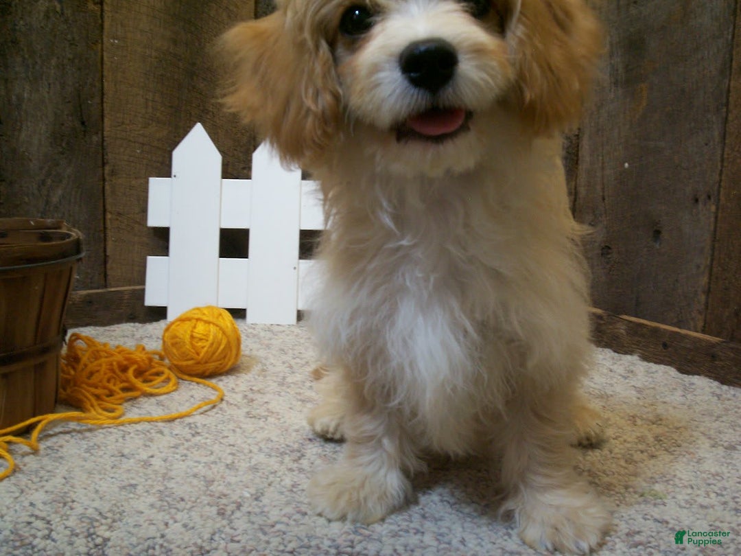 Cavachon dogs for sale: Piper - Image 7